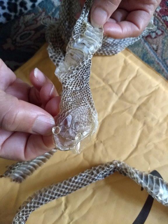 Baltimore
 snake skin