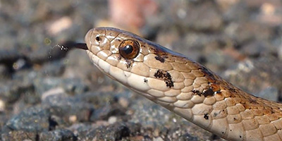 Baltimore snake
