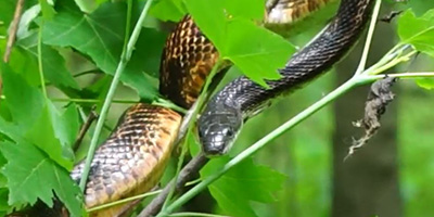 Baltimore snake
